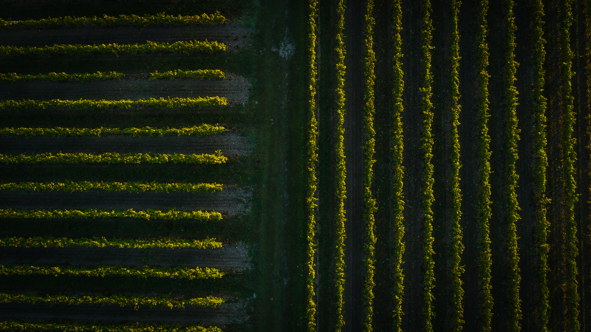 Visual of vines