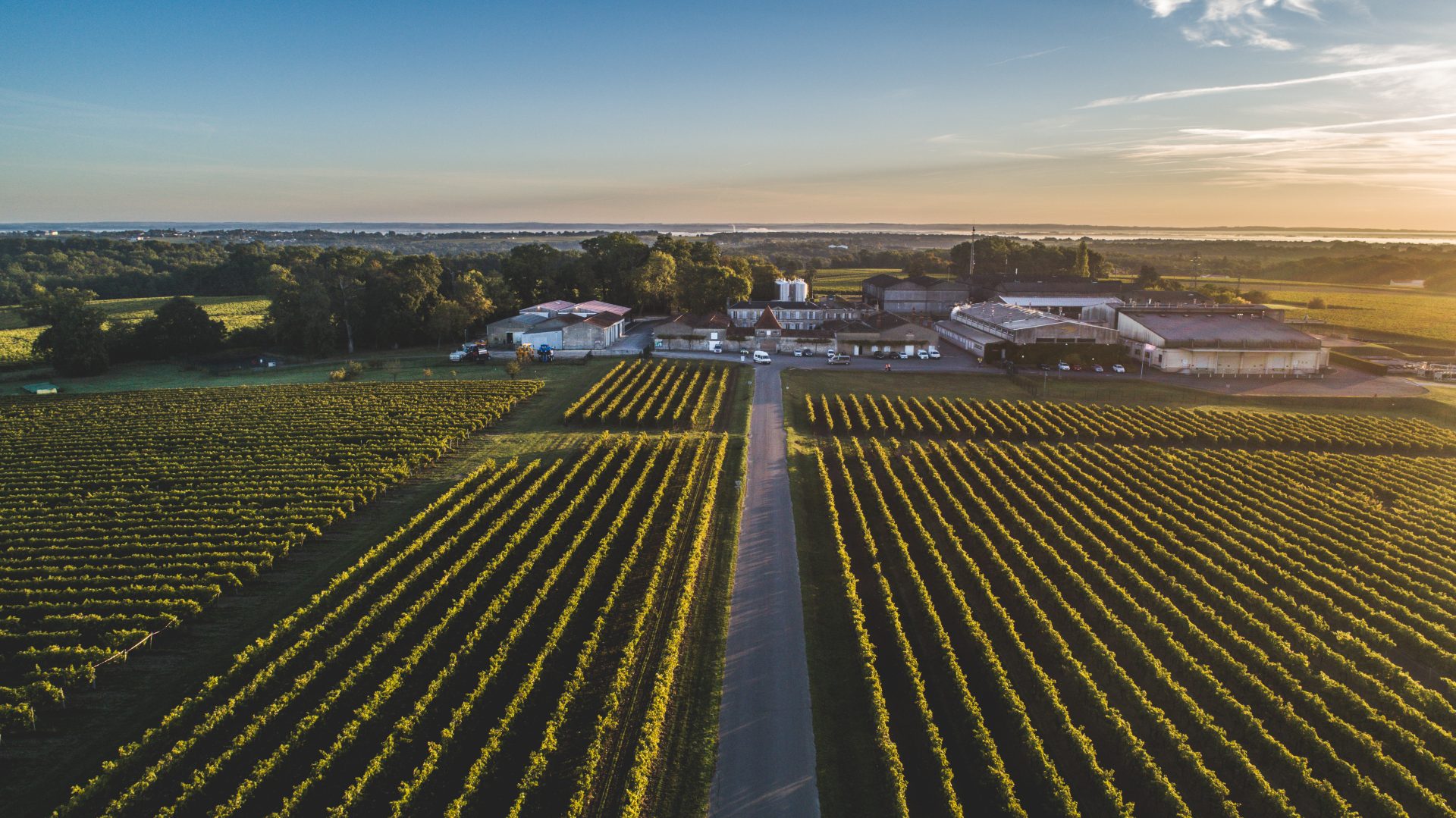 Visual of vines